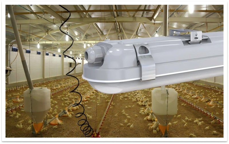 Heb je ooit aan de kippenboerderij gedacht met behulp van het tri-proof licht?
