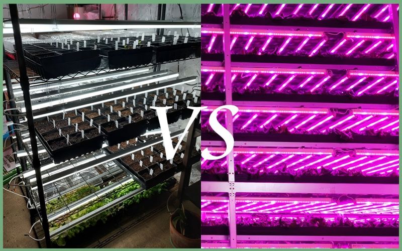 Is het beter om het volledige spectrum- of rood en blauw spectrum voor plantengroeilampen te kiezen?